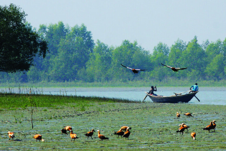 হাতিয়ার ভ্যান-চালক ও বিপন্ন পাখিরা